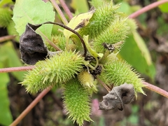 Xanthium strumarium