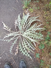 Argemone pleiacantha