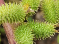 Xanthium strumarium