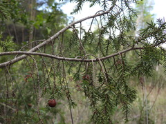 Juniperus macrocarpa