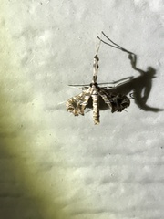 Lineodes