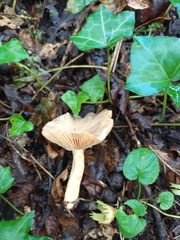 Lactarius glyciosmus