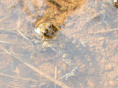 Bombina variegata