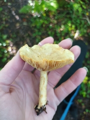 Lactarius glyciosmus