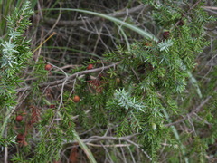 Juniperus macrocarpa