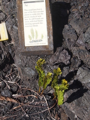 Polypodium pellucidum vulcanicum