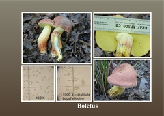 Lanmaoa pseudosensibilis