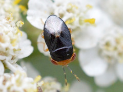 Geocoris erythrocephalus