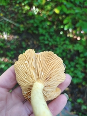 Lactarius glyciosmus