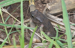 Sclerophrys gutturalis