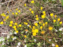 Lampranthus fergusoniae