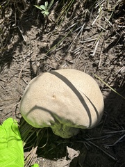 Calvatia craniiformis