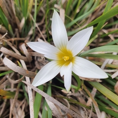 Romulea flava