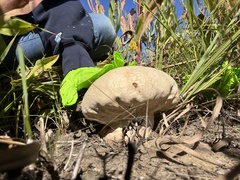 Calvatia craniiformis