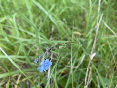 Cynoglossum australe