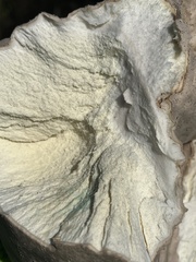 Calvatia craniiformis