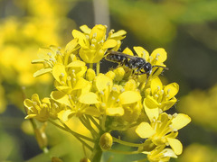 Hylaeus canariensis