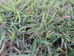 Acrida conica