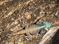 Acanthocercus atricollis