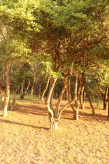 Crataegus mexicana