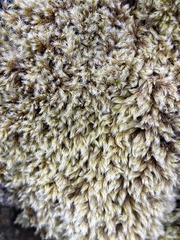 Racomitrium lanuginosum