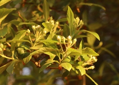 Crataegus mexicana