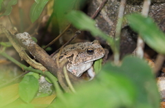 Sclerophrys xeros