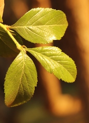 Crataegus mexicana