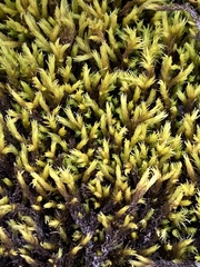 Grimmiaceae