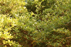 Crataegus mexicana