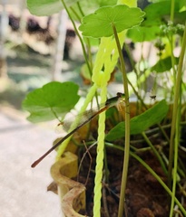 Ceriagrion cerinorubellum