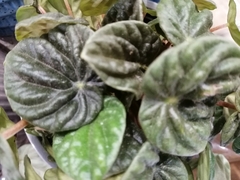 Peperomia caperata