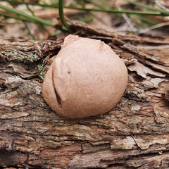 Dictydiaethalium plumbeum