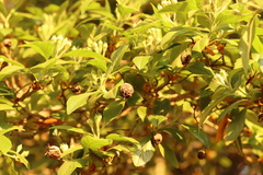 Crataegus mexicana