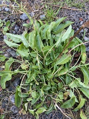 Rumex acetosa