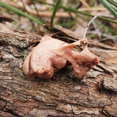 Dictydiaethalium plumbeum