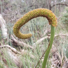 Xanthorrhoea minor lutea