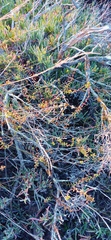 Crassula subaphylla subaphylla