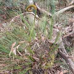 Xanthorrhoea minor lutea