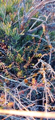 Crassula subaphylla subaphylla