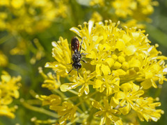 Sphecodes marginatus