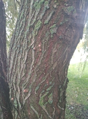 Salix × sepulcralis