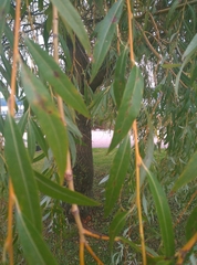 Salix × sepulcralis