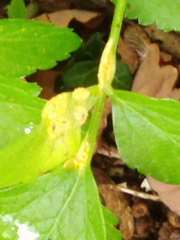 Puccinia smyrnii