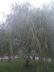 Salix × sepulcralis