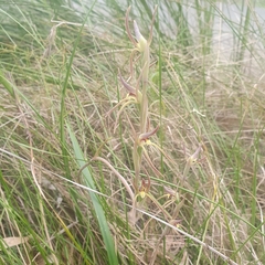 Lyperanthus suaveolens