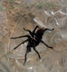 Brachypelma albiceps