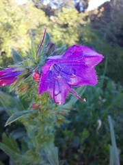 Echium