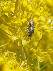Hylaeus canariensis