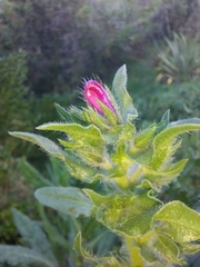 Echium